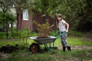 Kid with plants in wheelbarrow in park or garden, child helps parents in garden