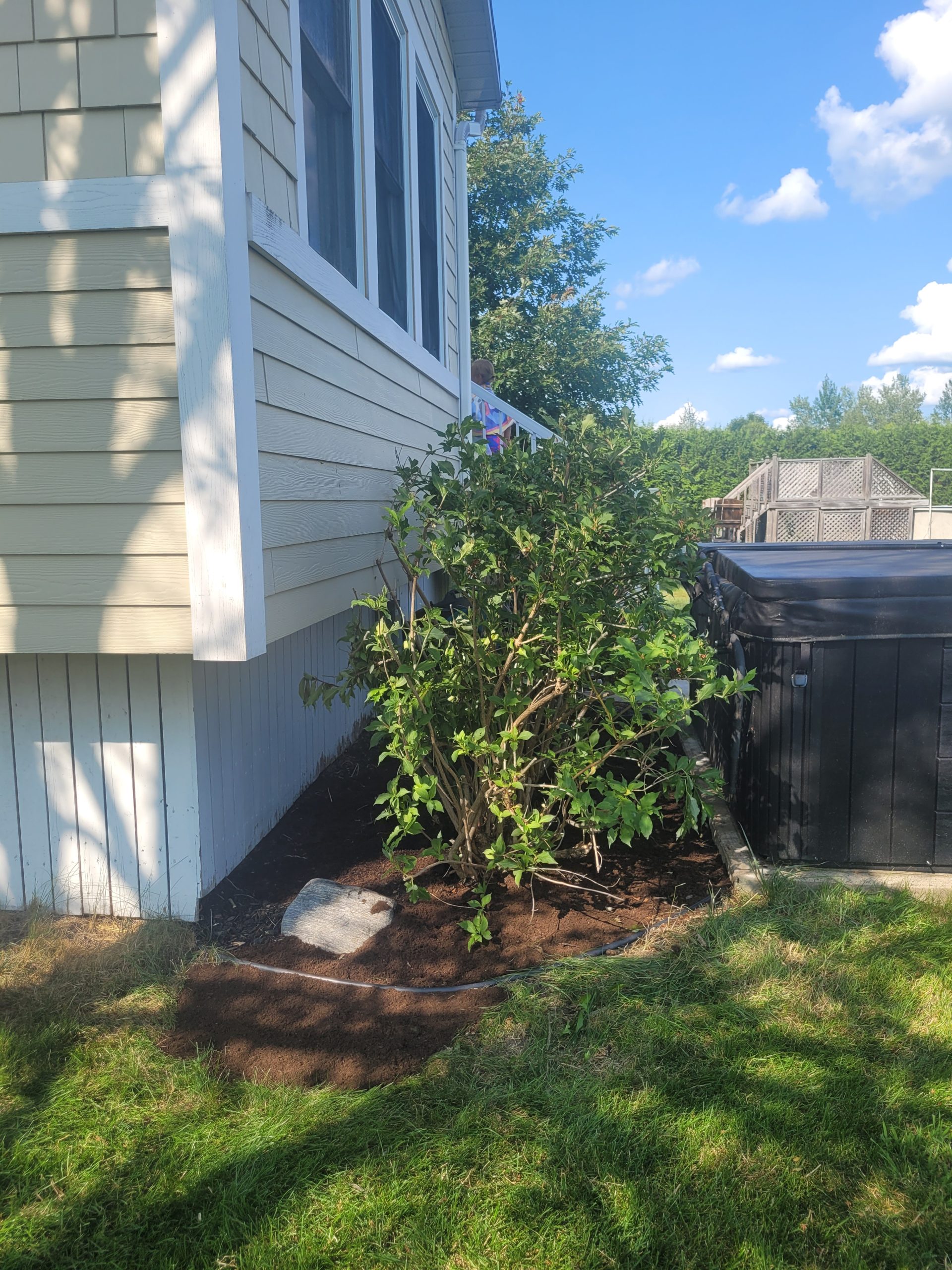 Taille-arbuste-envahissant-apres-3