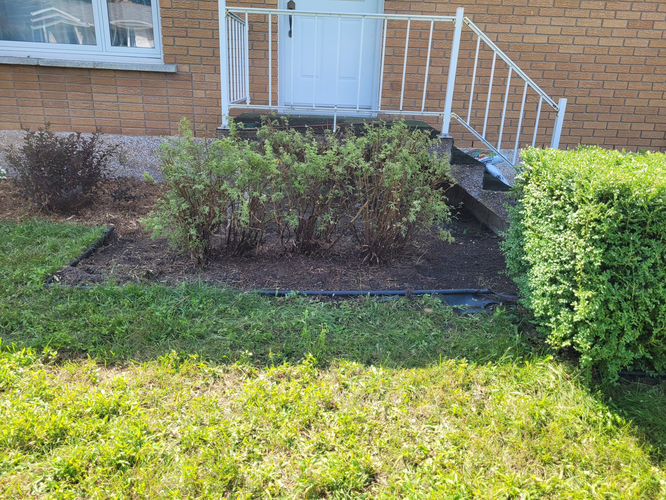 Taille-arbuste-envahissant-apres-4