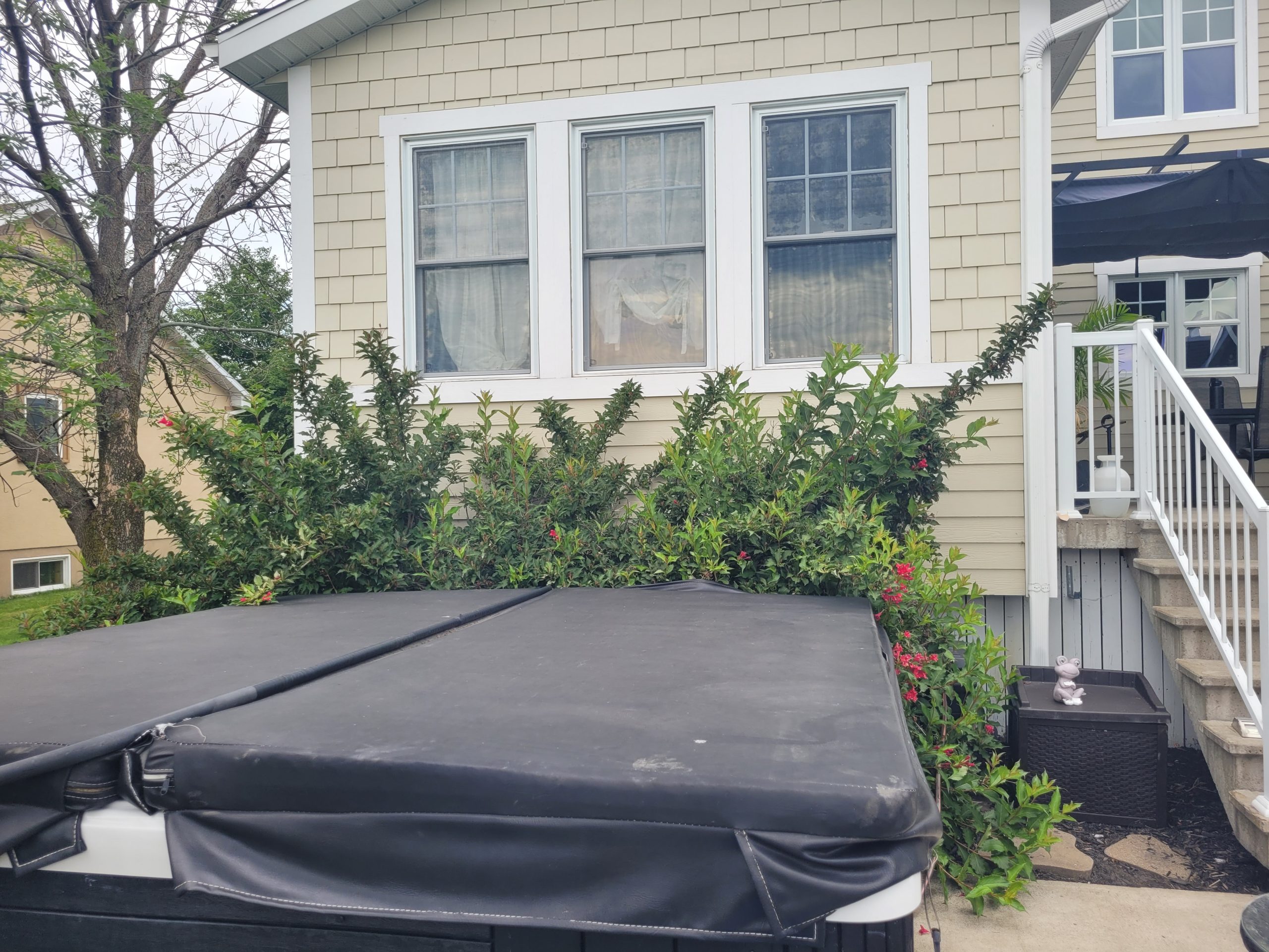 Taille-arbuste-envahissant-avant-2