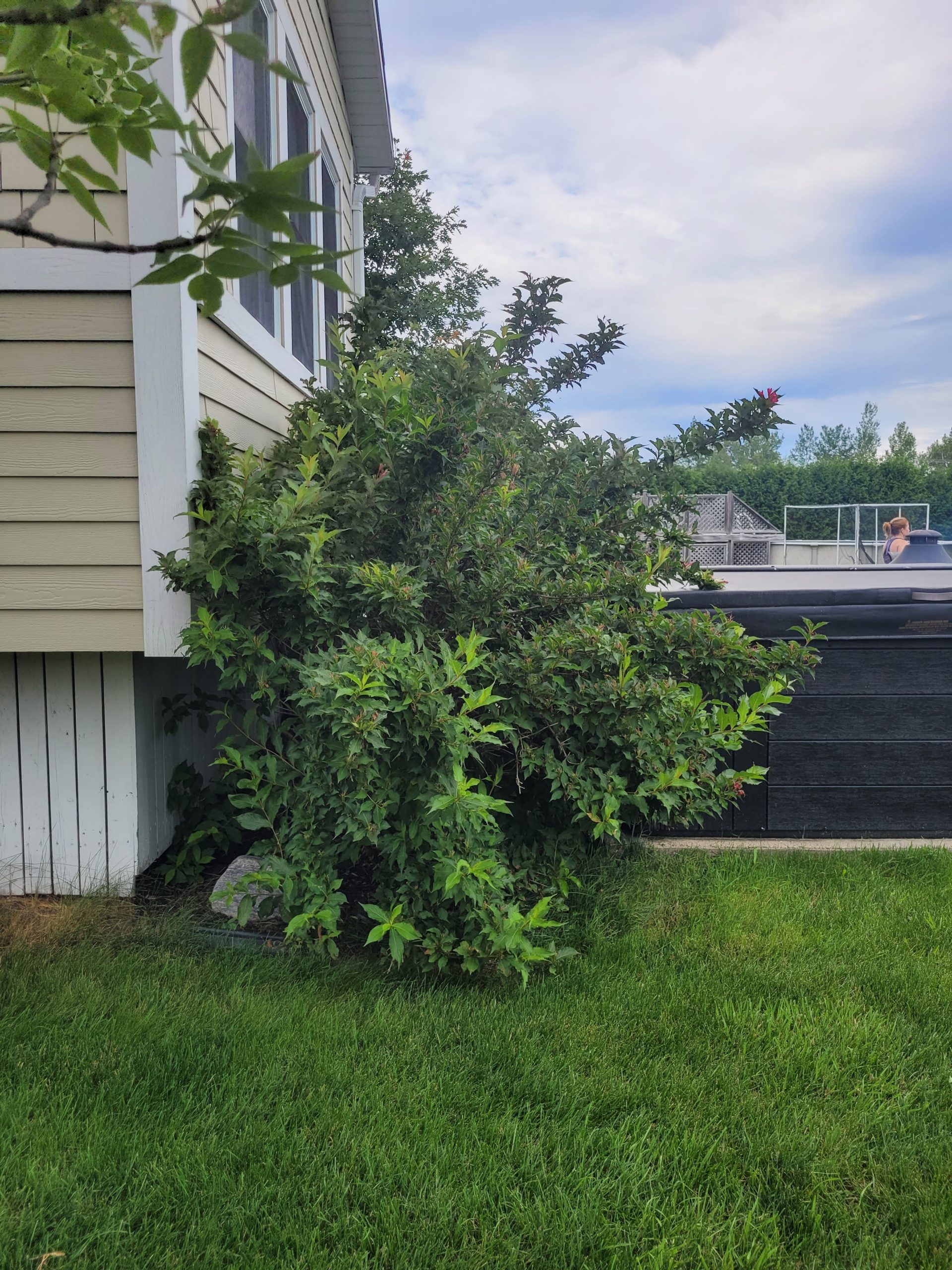 Taille-arbuste-envahissant-avant-3