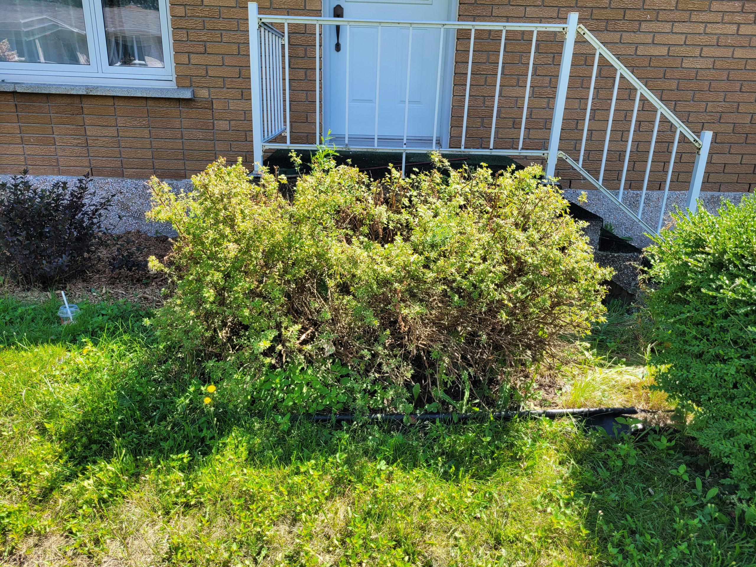 Taille-arbuste-envahissant-avant-4