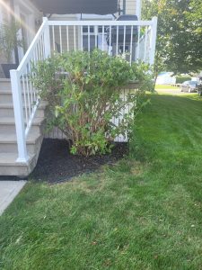 Taille-arbuste-envahissant-avant-apres