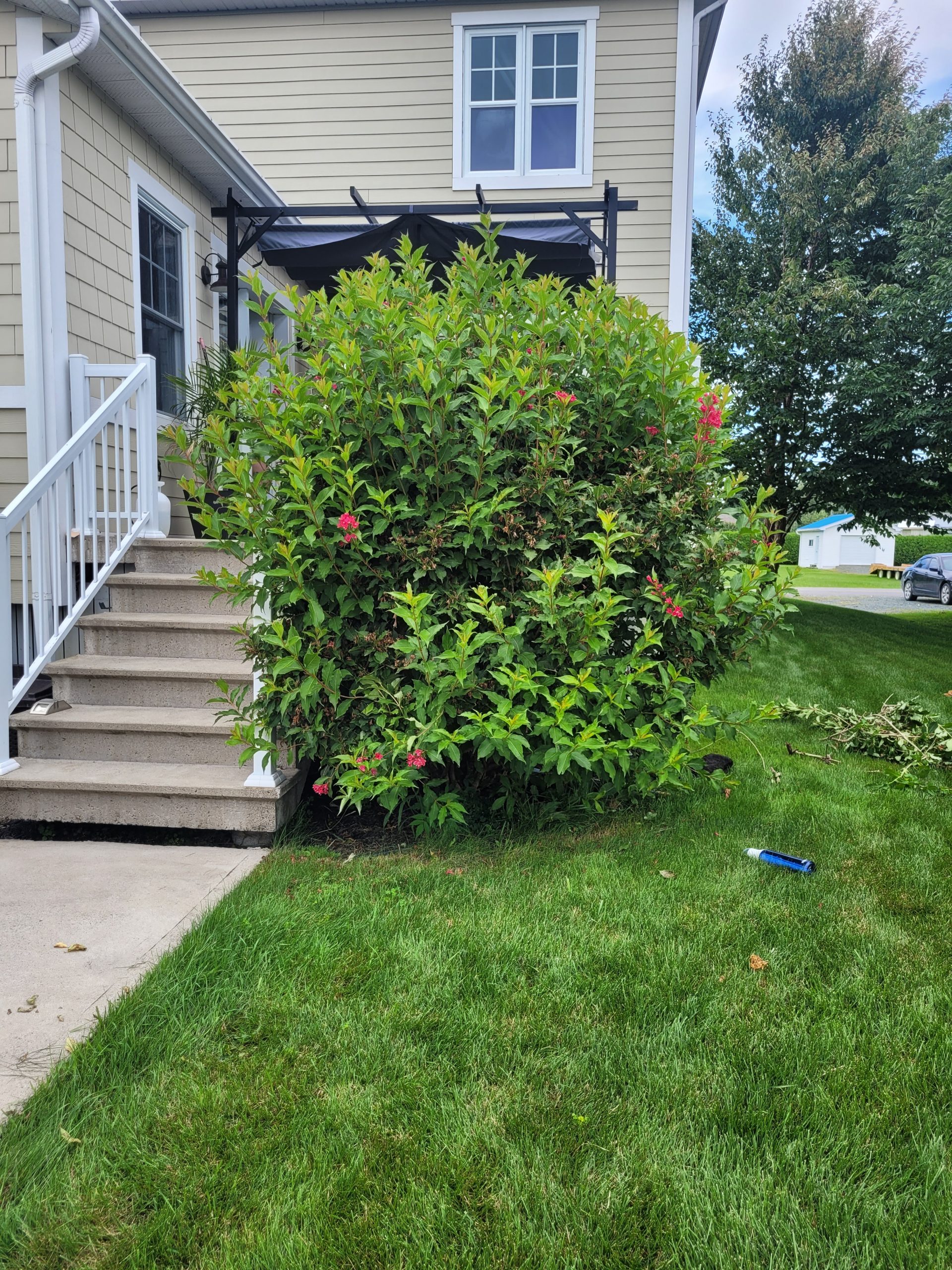 Taille-arbuste-envahissant-avant