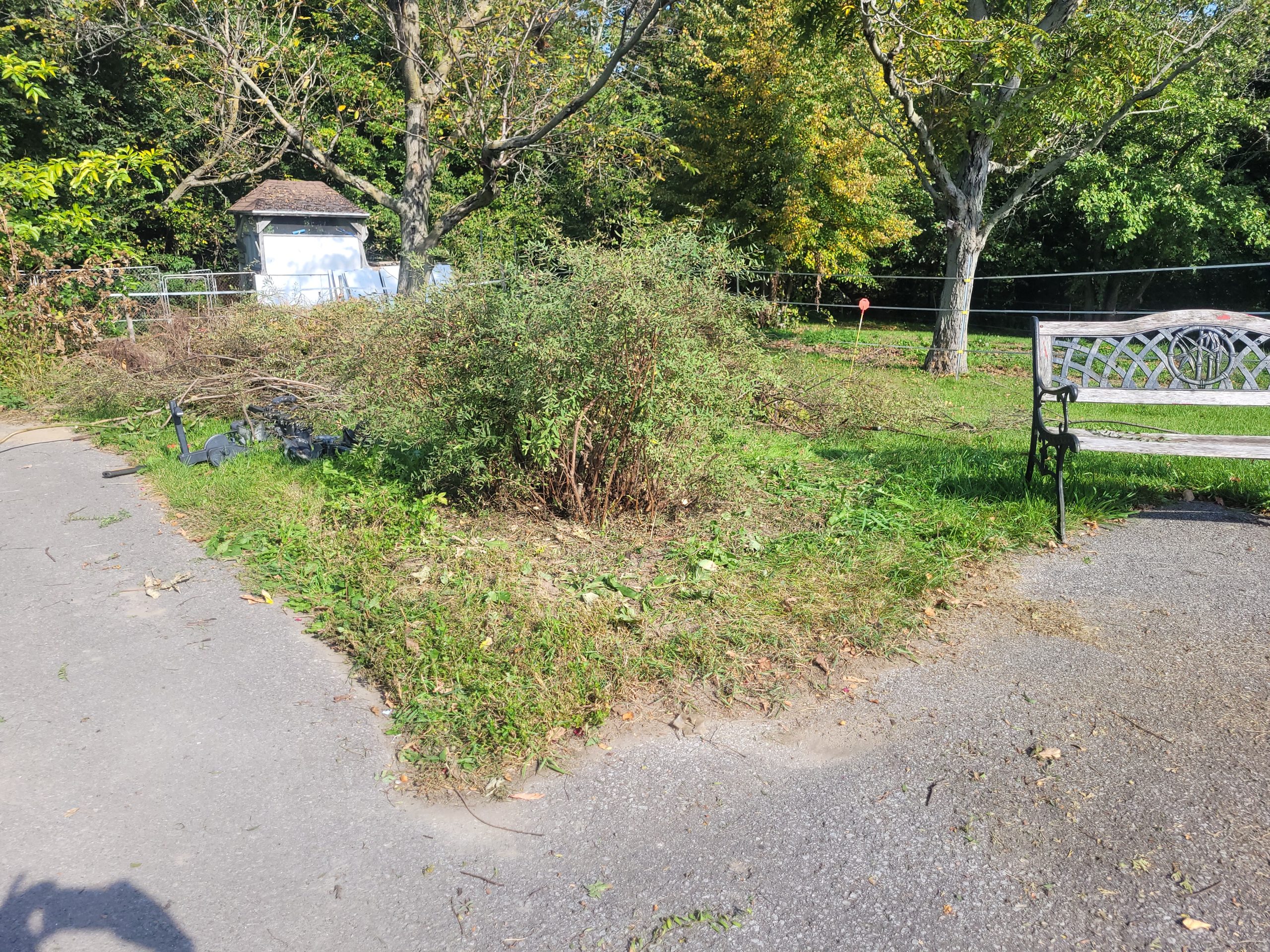 Taille-rajeunissement spirees-apres