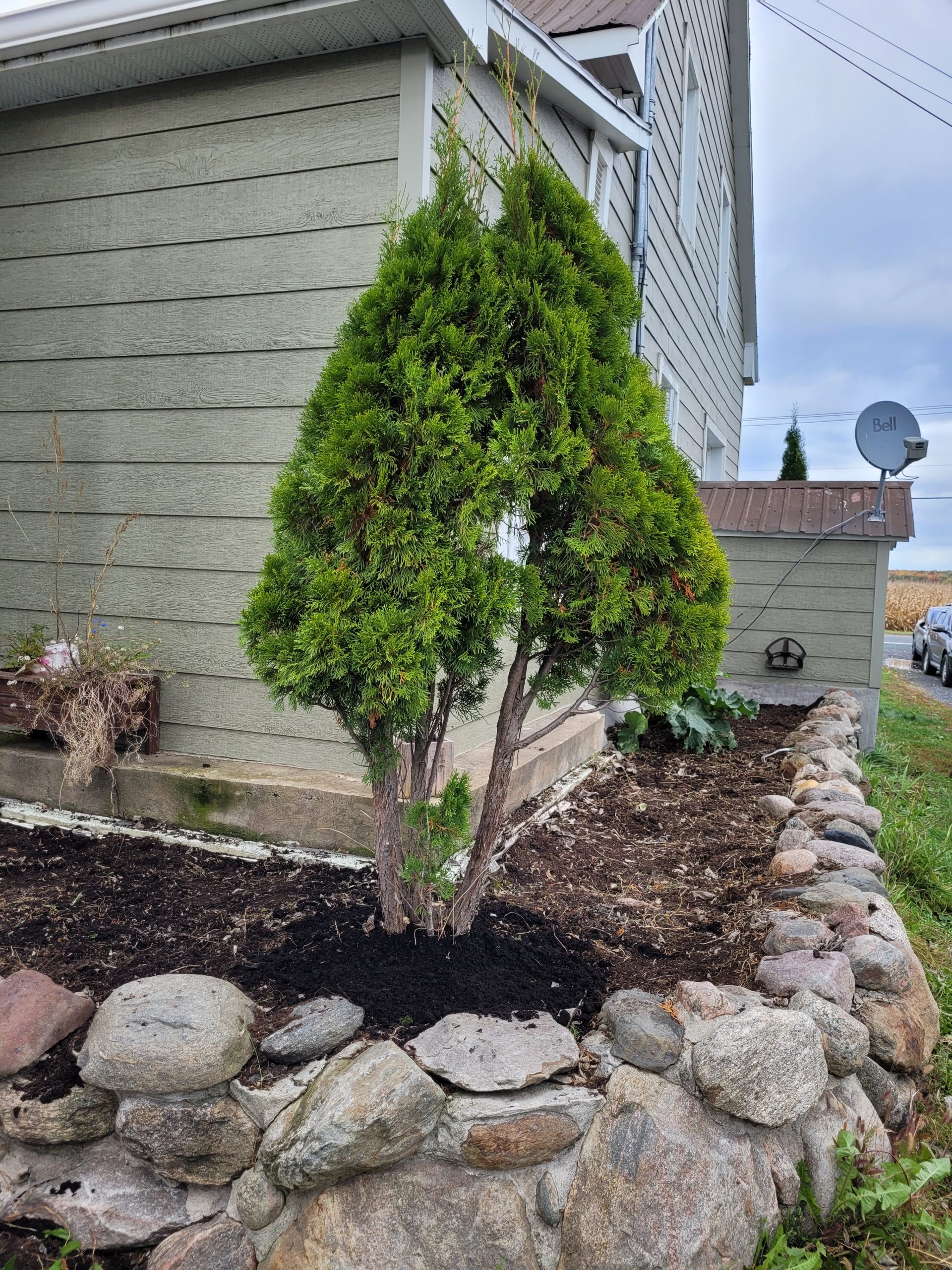 menage-plate-bande-correction-cedre-apres