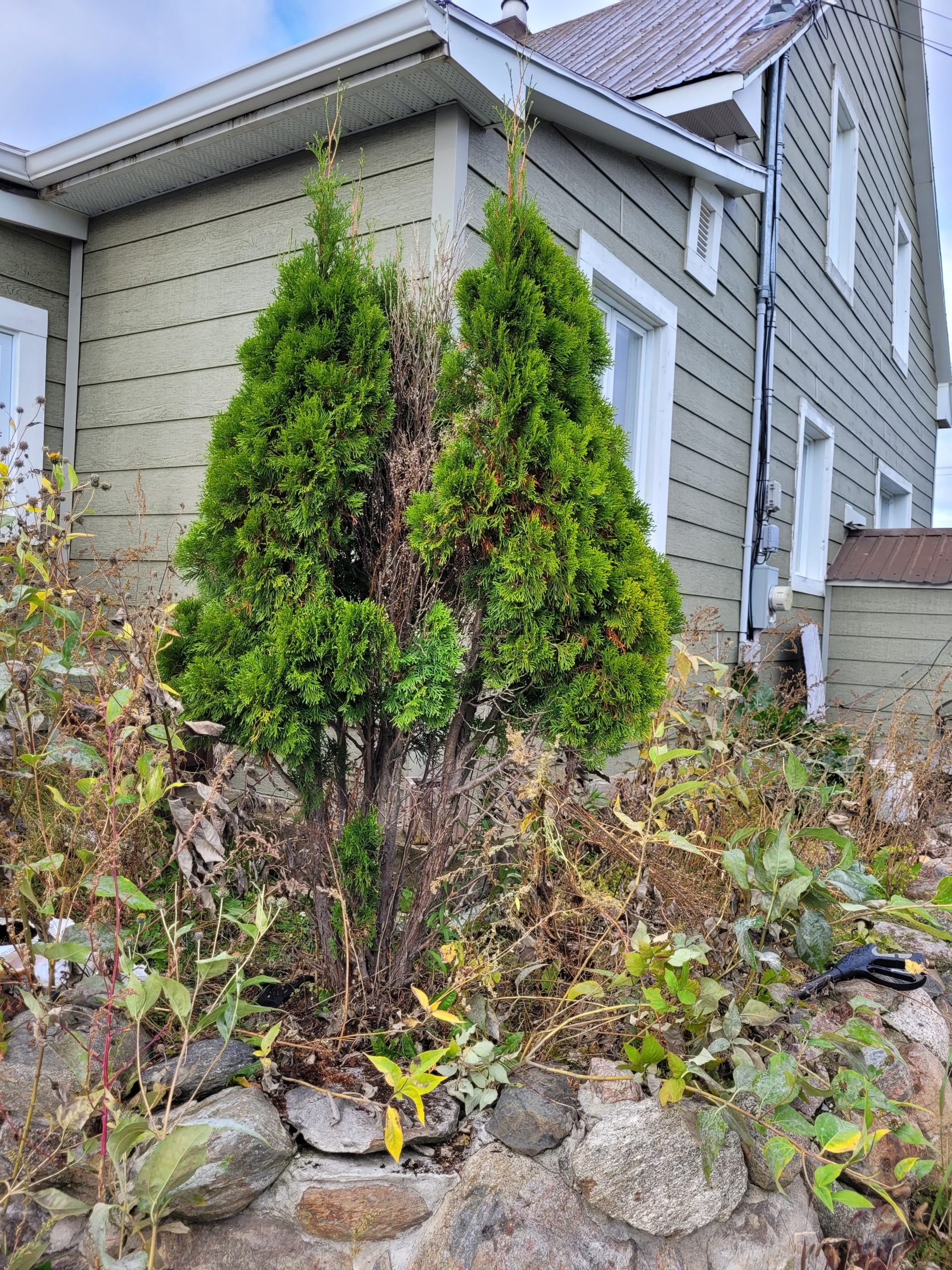 menage-plate-bande-correction-cedre-avant