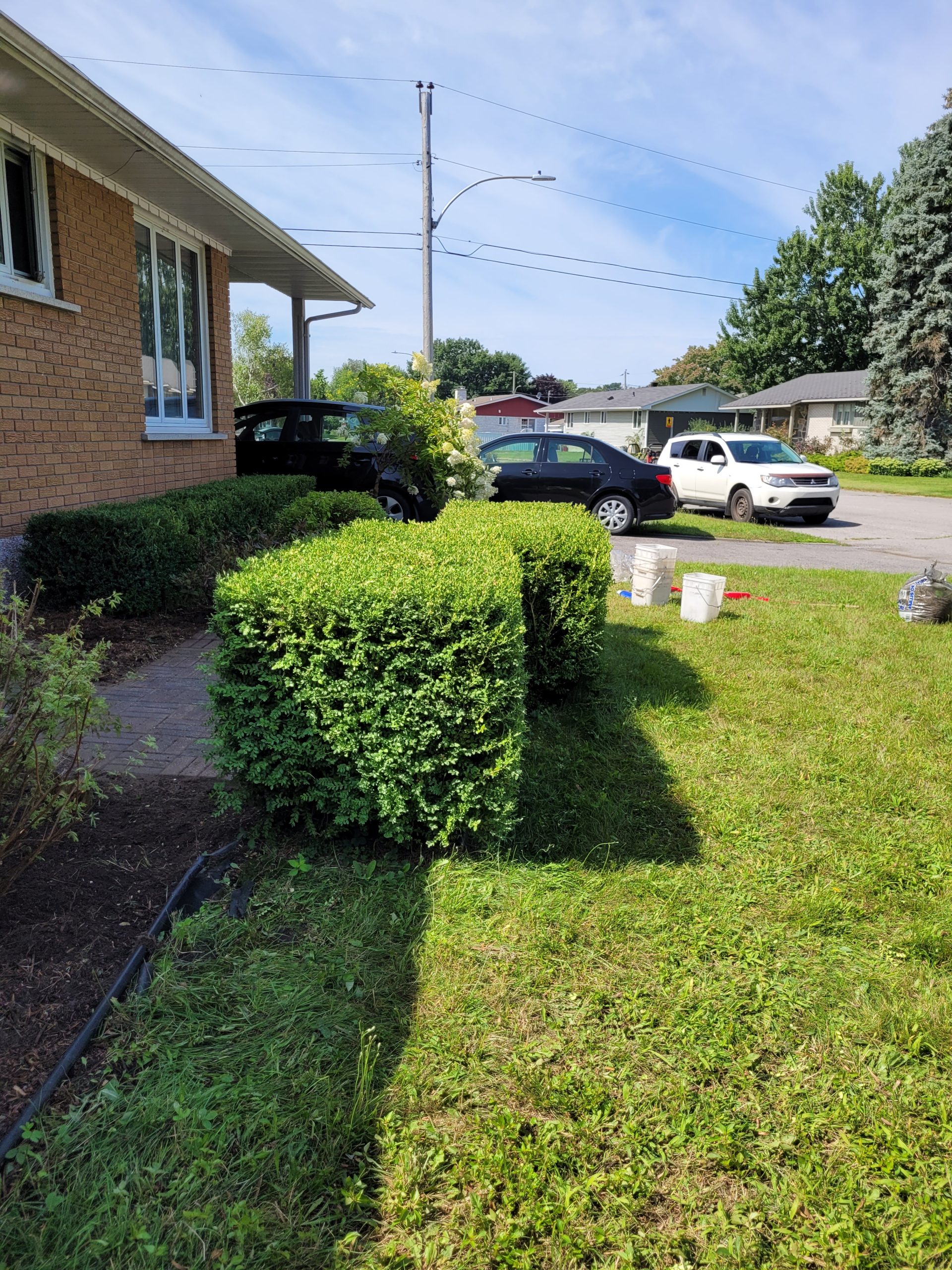 taille-haie-buxus-apres