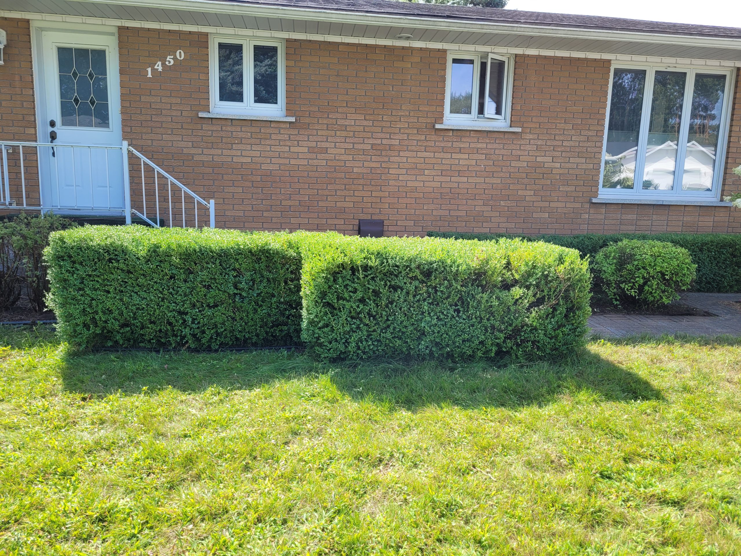 taille-haie-buxus-avant