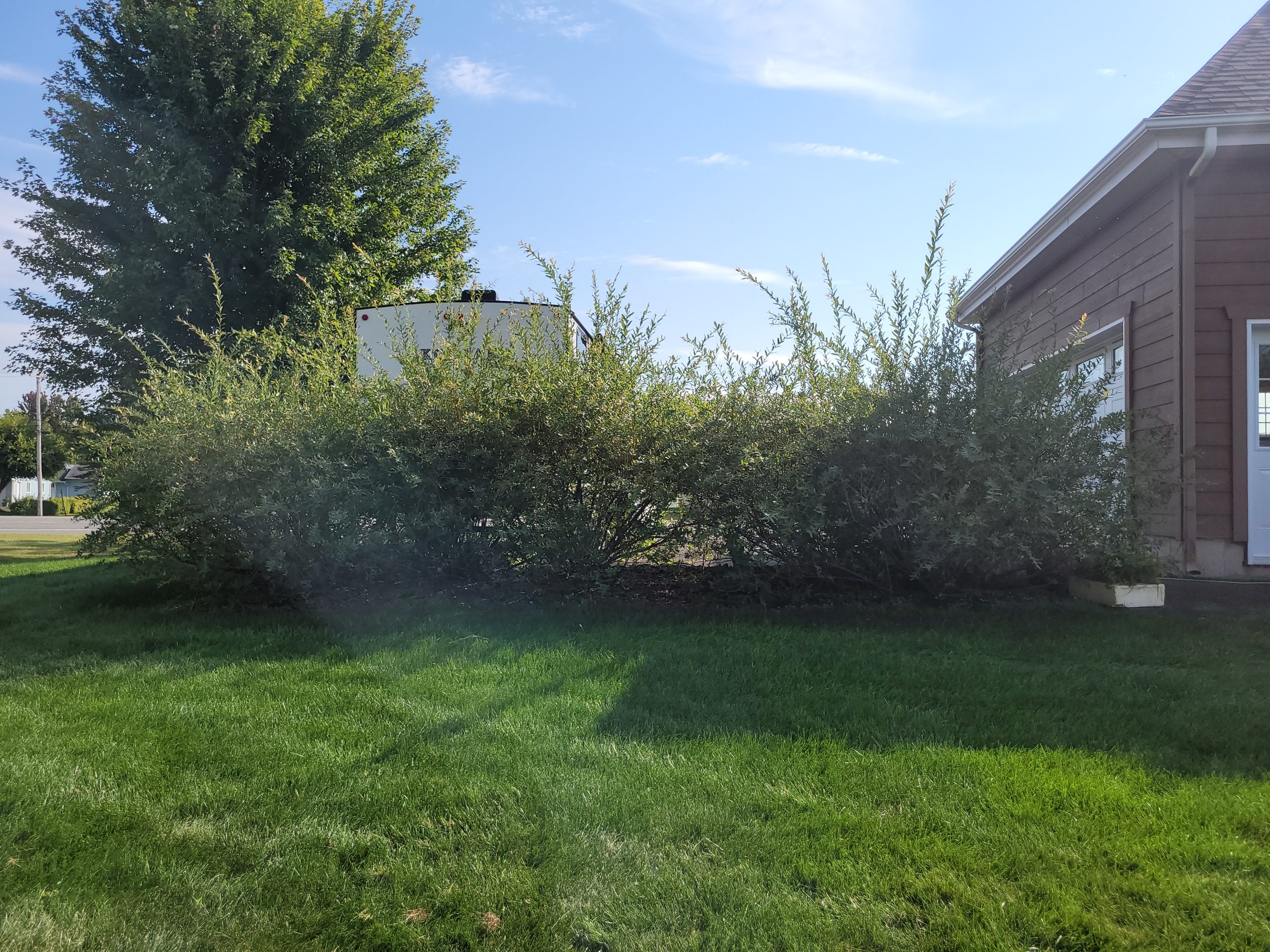 taille-haie-saule-apres