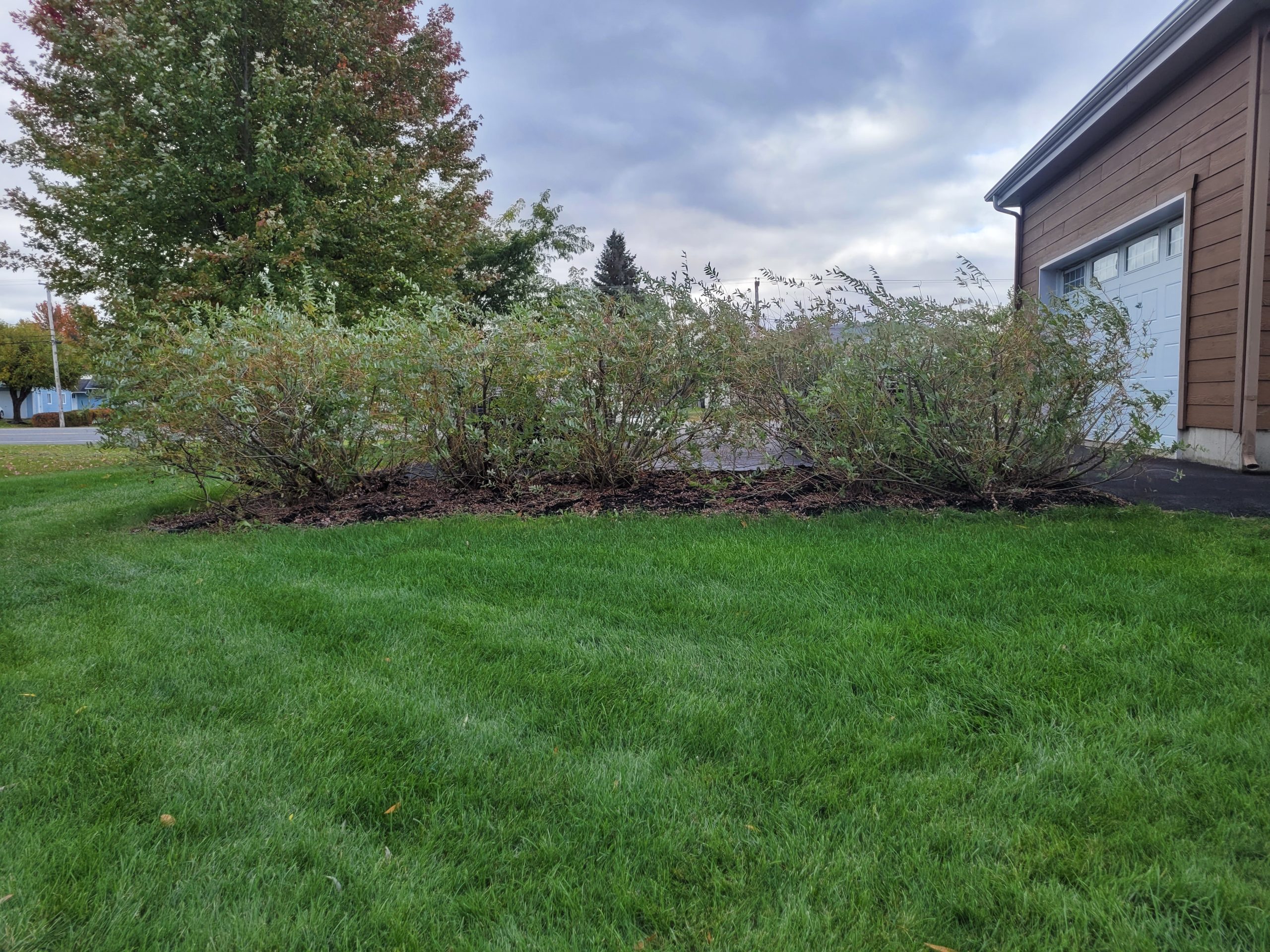 taille-haie-saule-avant