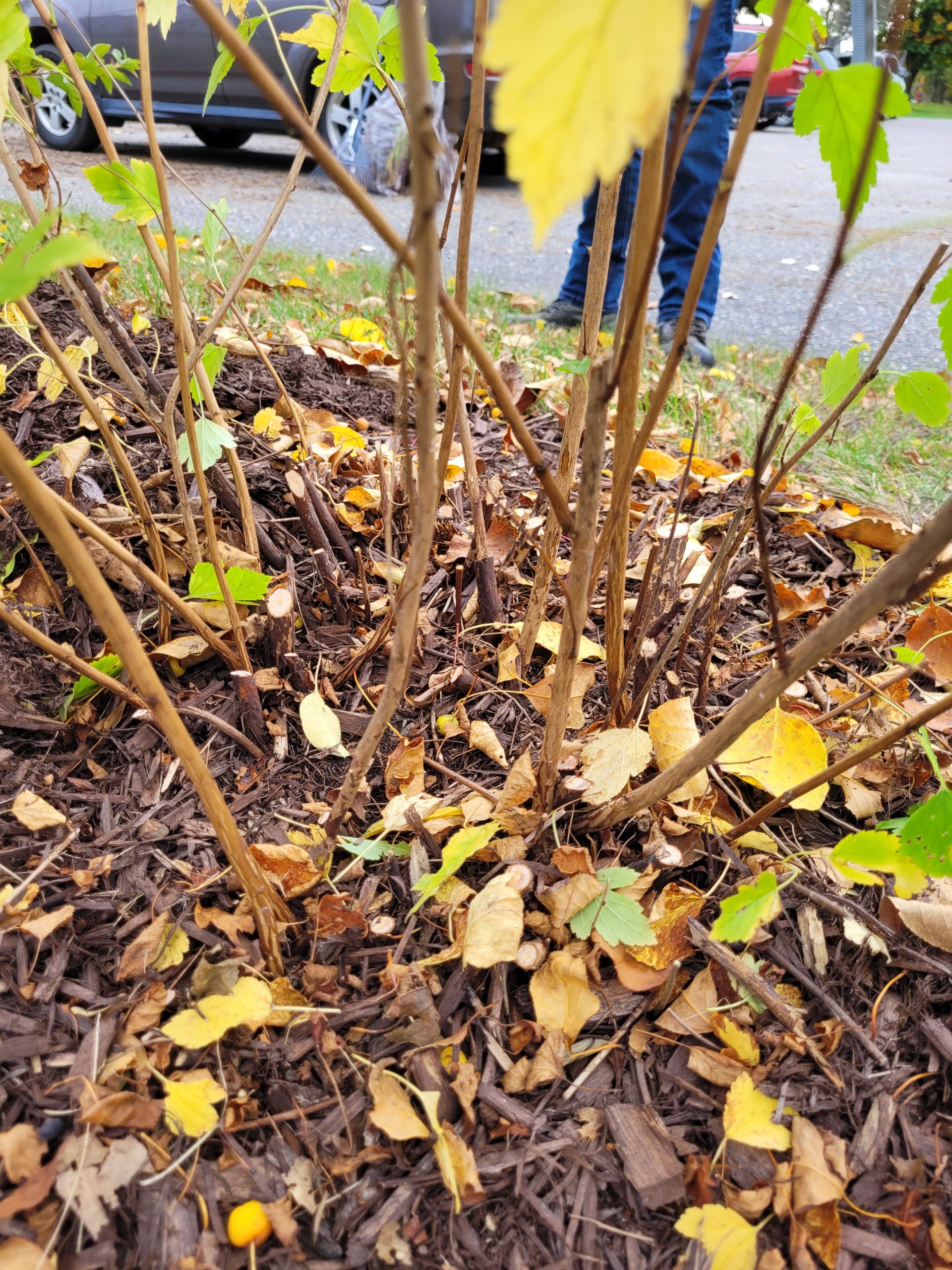 taille-rajeunissement-apres-zoom