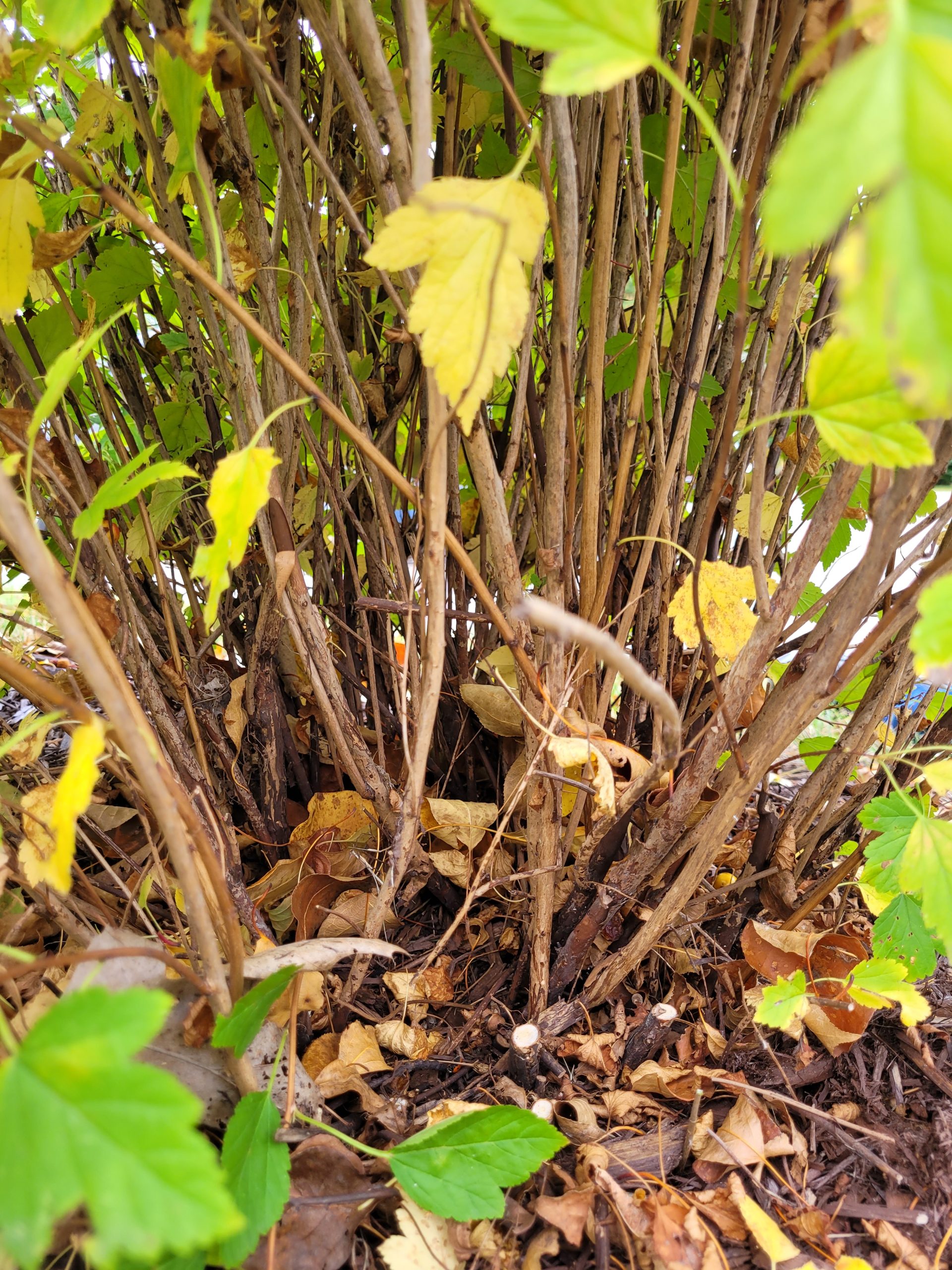 taille-rajeunissement-avant-zoom